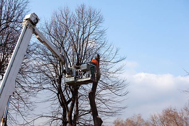 Best Root Management and Removal  in Indian Trail, NC